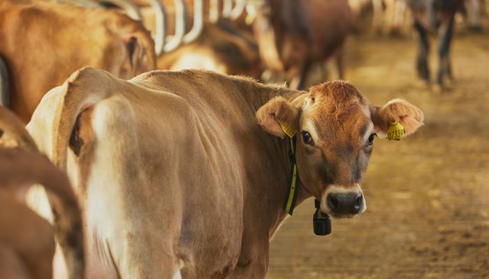 Deense boeren gaan belasting op CO₂-uitstoot betalen